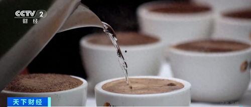 爆料视频 咖啡,从种植到冲泡的全程解析  第1张